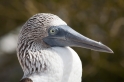 087 Blue-footed booby 05